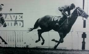 Twitter Horse Racing Melbourne Cup Winners Melbourne Cup