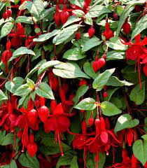 The Garden Geeks Plant Of The Day Marinka Fuchsia Perennial Zone 9 11 Cvety Kompoziciya Flora