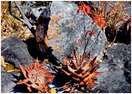 Image result for Monadenium filiforme