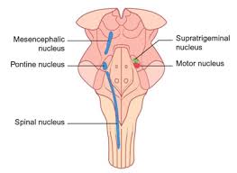 Núcleo Supratrigeminal