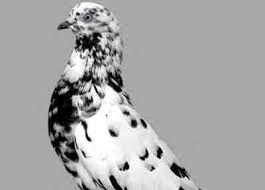 Black And White Pigeon Name Parlor Roller Pigeon Pigeon Breeds Pigeon Pictures Pigeon
