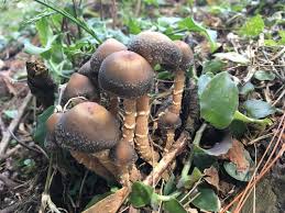 Los hongos se reproducen de forma sexual y asexual, mediante la producción de esporas; Psilocybe Pintonii Naturalista Co