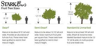 Planning Your Homestead Orchard Benefits Of Dwarf Trees Dwarf Fruit Trees Dwarf Trees Potted Fruit Trees