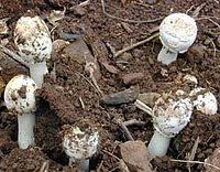 Maybe you would like to learn more about one of these? Mushroom Poisoning Wikipedia