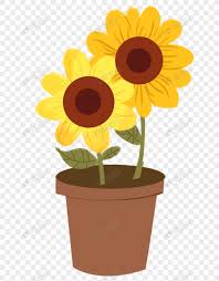 Cara menanam bunga matahari dalam pot. Pot Bunga Matahari Png Grafik Gambar Unduh Gratis Lovepik