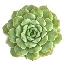 Image result for Criscianthus