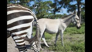 Check spelling or type a new query. Video Zany The Zonkey Bonds With Zebra Mother Youtube