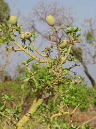 Image result for Gardenia ternifolia