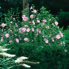 Image result for Hibiscus syriacus ´Pink Chiffon