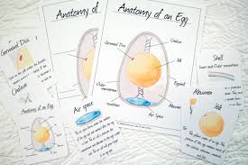 Male gametes, egg cell, polar nuclei, synergid and pollen tube. Nesting Birds Bundle Unit Honeycomb Cabin