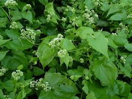 Image result for Mikaniopsis