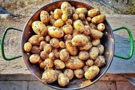Kartoffelanbau Im Garten Oder Vom Balkon Waschbar Magazin