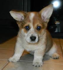 These two breeds have a very strong temperament and cannot be safe around small children and other pets. Ocd Obsessive Corgi Disorder This Is My New Cowboy Corgi Puppy Grizzly C