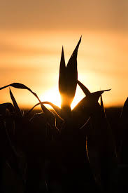 19,000+ vectors, stock photos & psd files. Hd Wallpaper Farm Sun Sunlight Background Wallpaper Hd Wallpaper Corn Wallpaper Flare