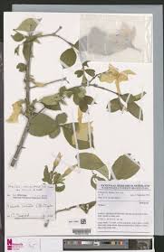 Image result for Heinsia