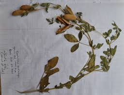 Image result for Crotalaria podocarpa