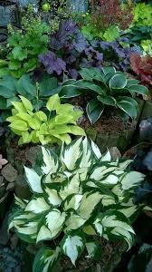 Coleus (solenostemon scutellarioides 'wizard mix'): 20 Garden Design Plans Simphome Shade Garden Plants Plants Small Backyard Landscaping