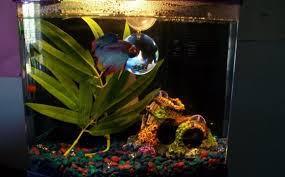 Male Betta Fish Tank Mates Vang Bettas