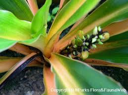 Image result for Chlorophytum Amaniense