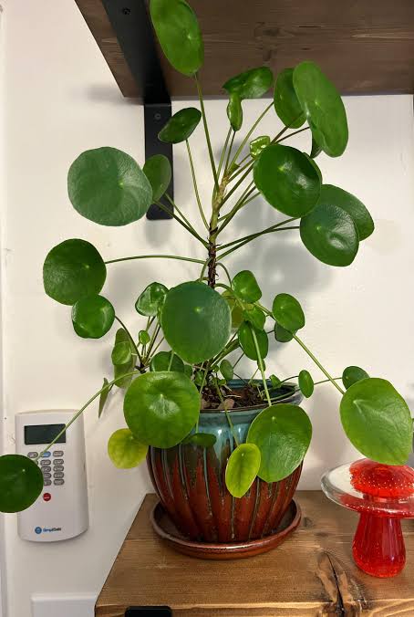 Chinese Money Plant Care (Houseplant)