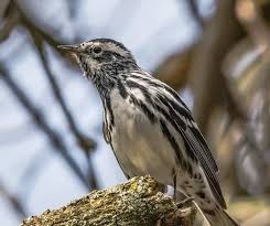 Black And White Birds In Southern California Black And White Warbler Ontario Birds In 2020 Black And White Bird Animals