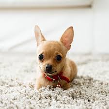 Pictures of a chiweenie, also called a chiwee, which is a mix between a chihuahua and the dachshund dog. Chihuahua Puppies For Sale In Florida From Top Breeders