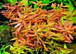 Image result for Nesaea crassicaulis