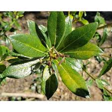 Image result for Pittosporaceae