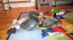 Wally Our Pet Squirrel Playing With His Toys Cute Squirrel Cute Animals Squirrel