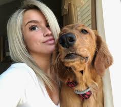 Labrador retriever training for retrieving items