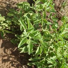 Image result for Physalis viscosa