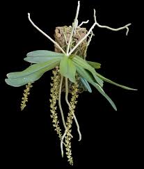 Image result for Rhipidoglossum