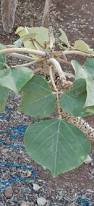 Image result for Erythrina madagascariensis