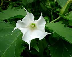 Image result for durman obecný květ