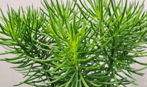 Image result for Senecio greenwayi