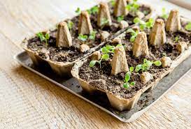 So i decided to give my seed trays and flats a good scrub and disinfecting, which is how. Starting Seeds In An Egg Carton How To Use Egg Cartons For Seeds