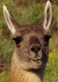 Llamas Are Confusing Animals What S Going On There Anyway If You Find Yourself Asking That Same Question About A Rel Cute Little Animals Animal Gifs Animals