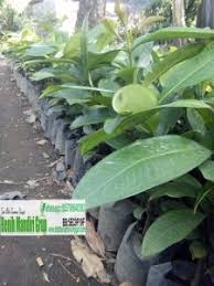 Tersedia bibit buah unggul dengan sertifkat deptan maupun bibit tanaman buah non sertifikat garansi toko utk keasliannya Harga Bibit Tanaman Buah Unggul Terbaru Online