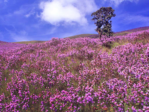 Western Ghats (Nilgiri Biosphere Reserve) Image 3