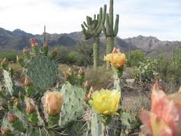 Cut off spent blooms using sharp clean shears so that your plant can redirect its. Sunset Colored Prickly Pears Are Blooming In Tucson And We Are In Love Tucson Life Tucson Com