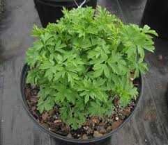 Image result for Dicentra spectabilis alba