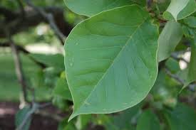 Other common names saucer magnolia chinese magnolia. Saucer Magnolia Landscape Architect S Pages