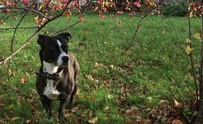 There may be a special place that you would like to bury your dog, such as your backyard, in a garden, the special spot in the sun he used to lay out, or next to his favorite tree. Pawsie Article Can I Bury My Companion Animal In My Back Yard
