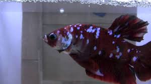 Bejeweled Betta Award Winning Plakat In Singapore Betta Fish Pet Freshwater Aquarium