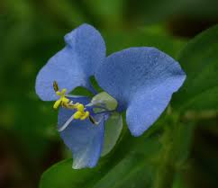 Image result for Commelina schweinfurthii