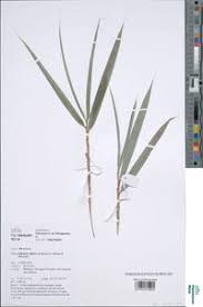 Image result for Oldeania alpina