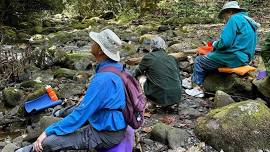 Forest Bathing Guided Walk