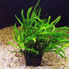 Microsorum Pteropus Trident Also Known As Trident Java Fern The Name Trident Tells That The Plant Leafs Are Tripartite Aquatic Plants Plants Plant Leaves