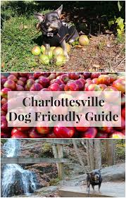Keep that in mind when traveling to charlottesville. Dog Friendly Charlottesville Virginia Via Irresistiblepets Com Dog Friendly Vacation Dog Friends Pet Friendly Vacations