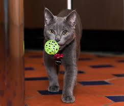 If your cat picks up the toy, call out their name and offer a treat so they can clearly see it. Cat Exercise Can Your Favorite Feline Help You Get In Shape